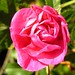 Rosa Davis Photo 13