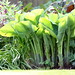 Frances May Photo 11