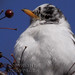 Greg Robins Photo 7
