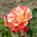 Alfred Rose Photo 11
