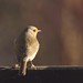 Robin Sharp Photo 23