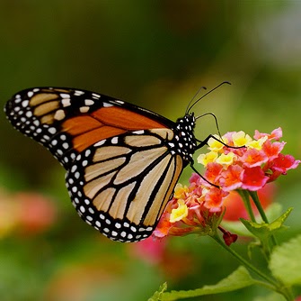 Tania Segovia Photo 3