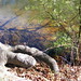 Jefferson Root Photo 9