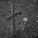 Ann Sharp Photo 34