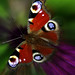 William Peacock Photo 42