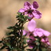 Susan Thies Photo 7