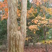 Myrtle Walker Photo 13