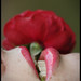 Rose Weeks Photo 15