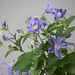 Mary Plant Photo 21