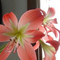 Linda Simonson Photo 9