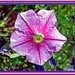 Carol Lynn Photo 20