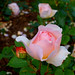 Adela Rose Photo 17