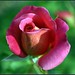 Christopher Rose Photo 36