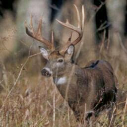 Gary Crews Photo 8