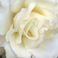 Mary Tutterrow Photo 6