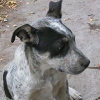 Roy Fraley Photo 8