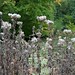 Gerry Pollard Photo 9