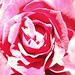 Rose Merritt Photo 19