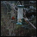 Robin Crawley Photo 22