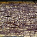 Jennifer Wheat Photo 40