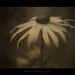 Oliver Moody Photo 14