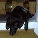 Gordon Shafer Photo 3