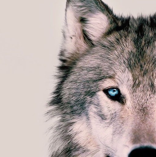 Zack Wolf Photo 5