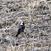 Robin Patch Photo 12