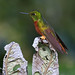 Patricia Chestnut Photo 17