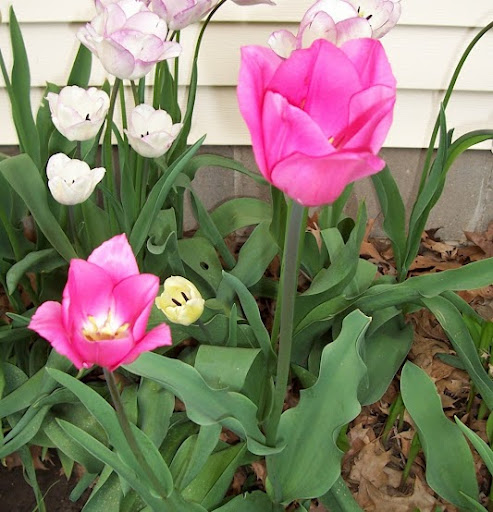 Linda Burks Photo 29