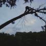 Philip Simmons Photo 23