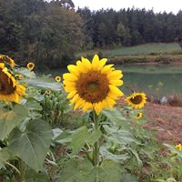 Susan Carden Photo 15