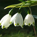 Flora Bloom Photo 15