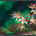 Lee Maple Photo 6