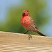 Julie Finch Photo 9