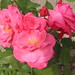 Etta Rose Photo 4