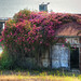 Rose Chambers Photo 25