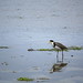 Wade Hooper Photo 11