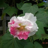 Doris Denney Photo 4