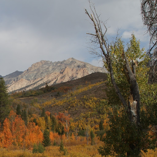 David Olmstead Photo 32