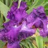 Shirley Winters Photo 17