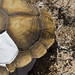 Jane Shell Photo 18
