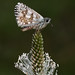 Joan Huebner Photo 15