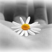 Rosa Caro Photo 17