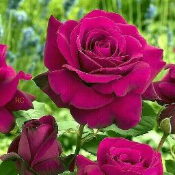 Anand Kumar Photo 19