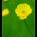 Wayne Meadows Photo 32