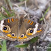 Wayne Marsh Photo 19
