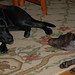 Renee Baxter Photo 14