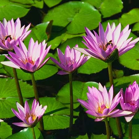 Nirmal Singh Photo 23