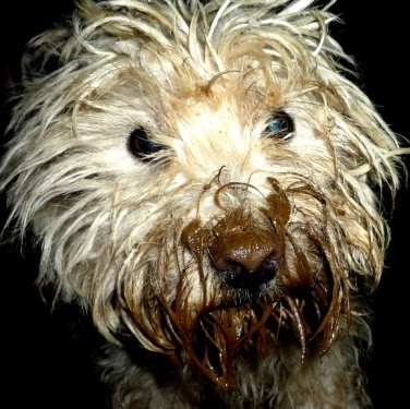 Gordon Thompson Photo 4